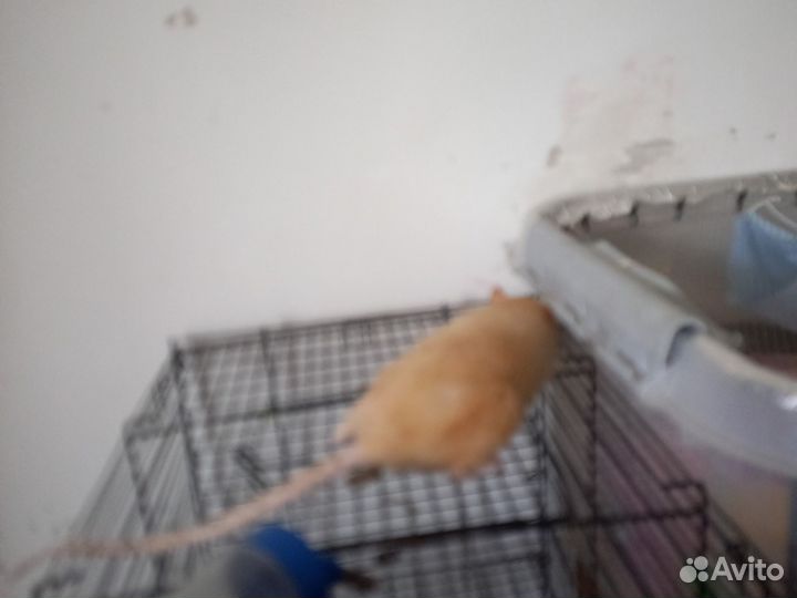 Крыса дамбо