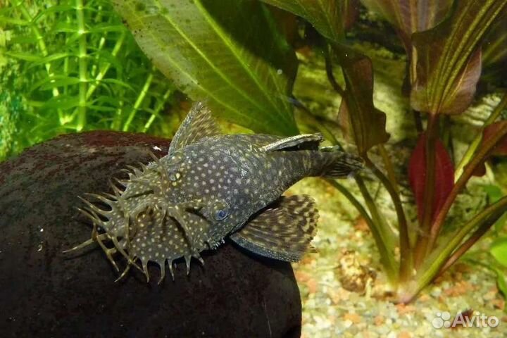 Анциструсы