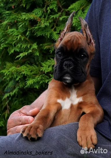 Щенок боксера девочка