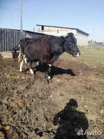 Коровы дойные с телятами