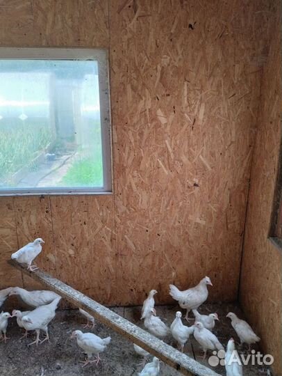 Курочки несушки молодки