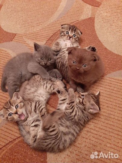 Шотландские котята