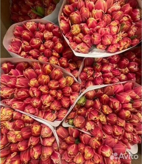 Тюльпаны к 8 марта опт/розница