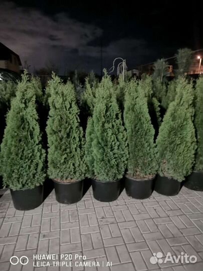 Туя Смарагд