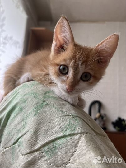 Котенок в добрые руки