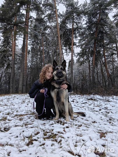 Выгульщик собак, кинолог, зооняня