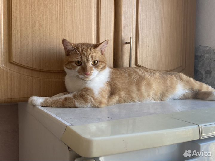 Отдам кота в добрые руки