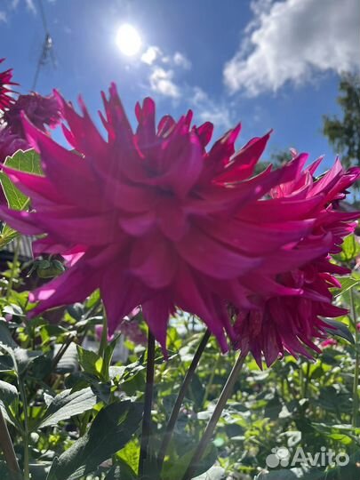 Георгины клубни