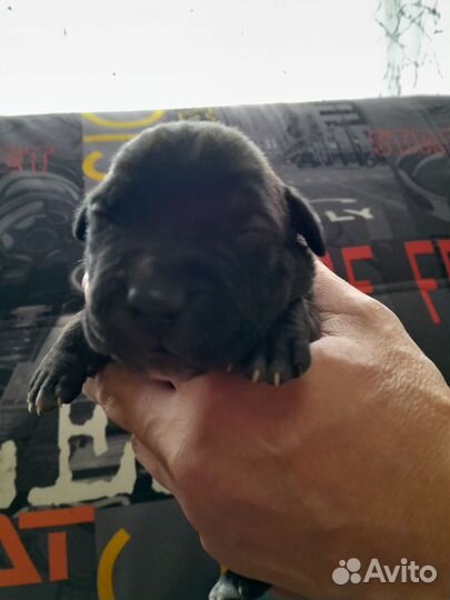 Щенки питбультерьера