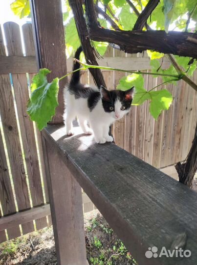 Котята и кошечки