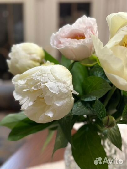 Пион Ванилла Шнапс Vanilla Schnapps