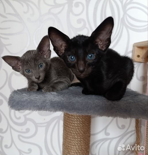 Ориентальная котята