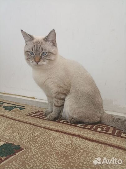 Тайская