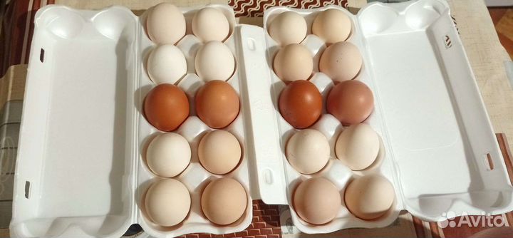 Куриные яйца