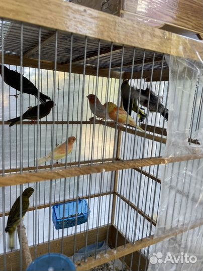 Кенар поющий