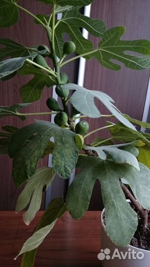 Инжир самоопыляемый Брунсвик