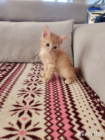 Котята в добрые руки приучены к лотку