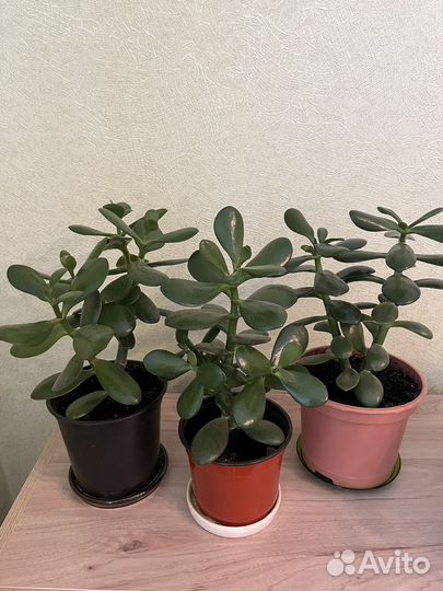 Толстянка - денежное дерево