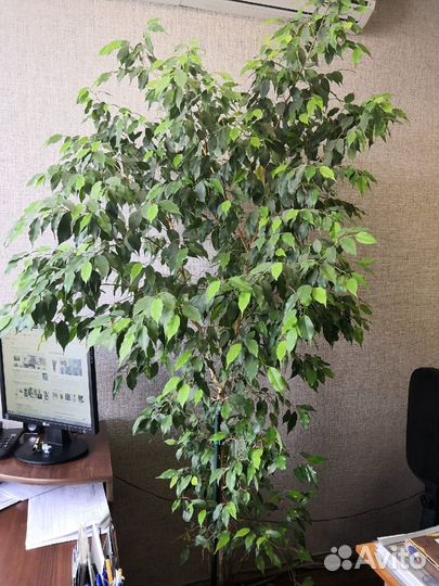 Комнатные растения