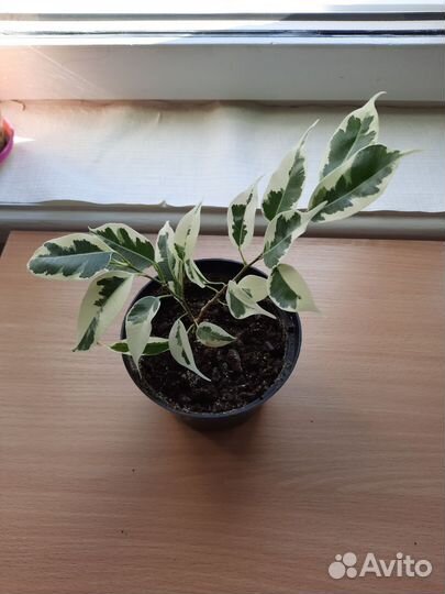 Фикус бенджамина пестролистный