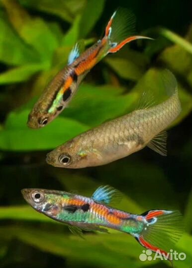 Гуппи Эндлера