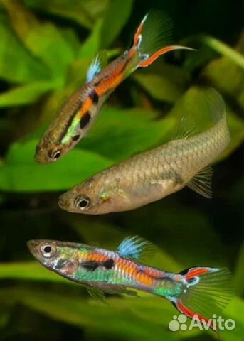 Гуппи Эндлера