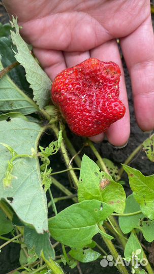 Виктория ремонтантная Елизавета 2