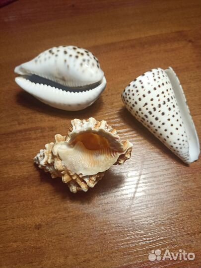 Морские ракушки раковины