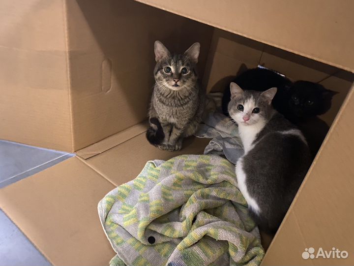 Котята в добрые руки