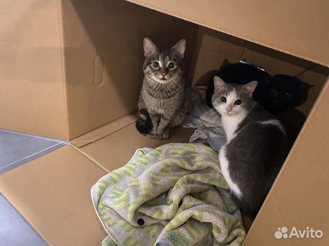 Котята в добрые руки