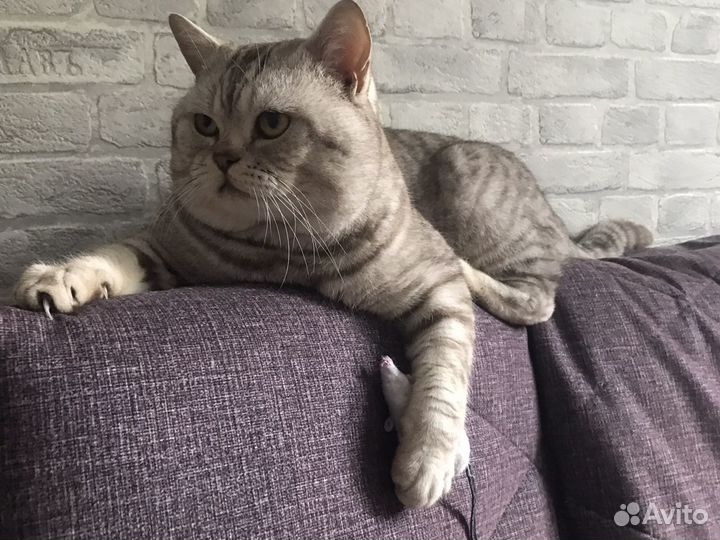 Британский кот вязка