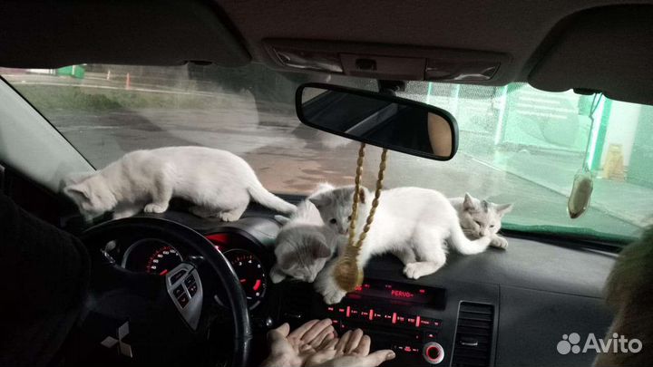 Отдам котят