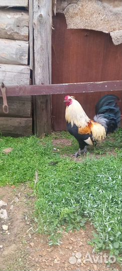 Петух