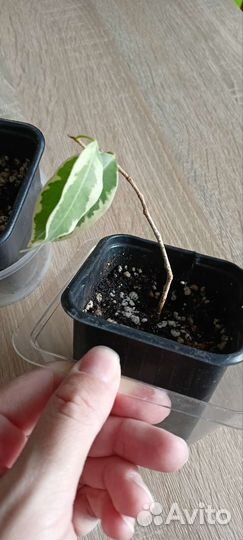 Фикус бенджамина