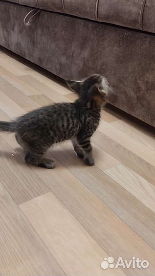 Кошка в дар бесплатно