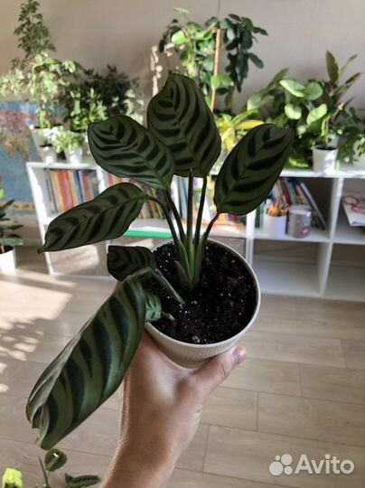 Комнатные растения маранта монстера хоя