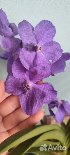 Продажа орхидеи Ванда