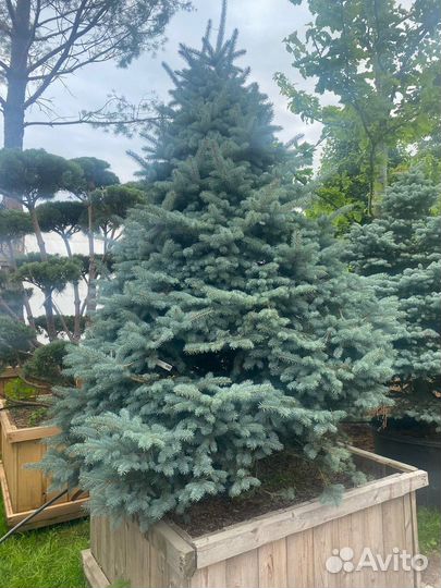 Ель голубая