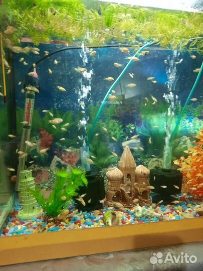 Аквариумные рыбки