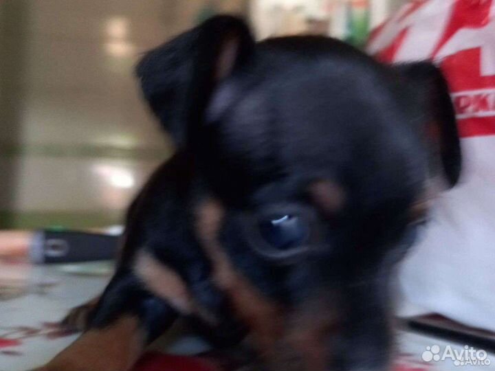 Той-терьер щенки