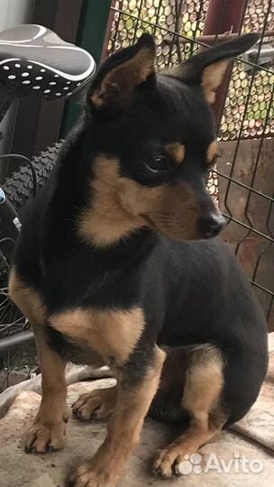 Вязка Той-терьер