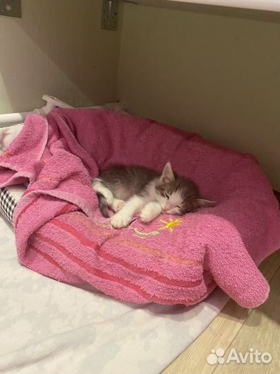 Котята в дар бесплатно