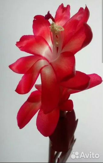 Декабрист праздничный