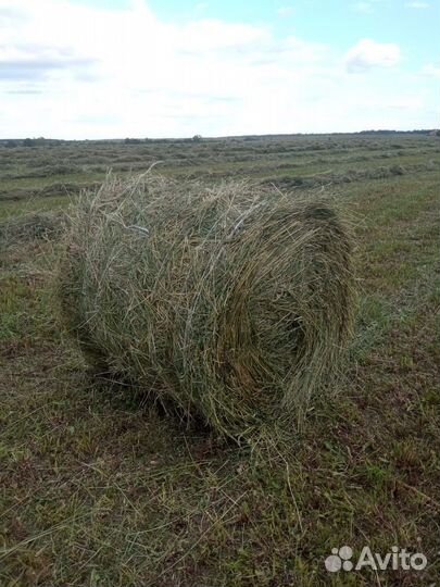Сено в рулонах