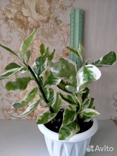 Вариегатный педилантус и пеперомия