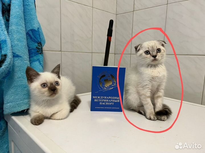 Шотландская Кошка