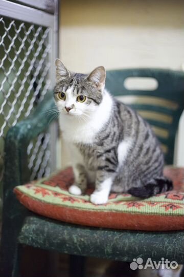 Кошки и коты в добрые руки