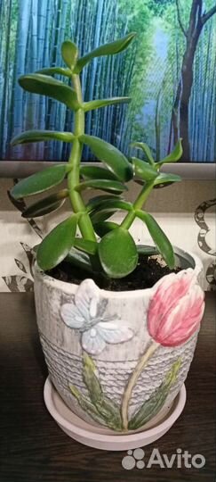 Денежное дерево в новом керамическом кашпо