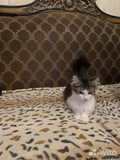 Котик-подросток