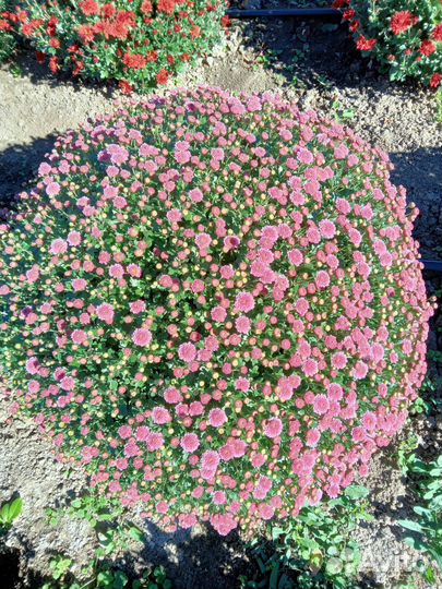 Хризантема мультифлора кусты